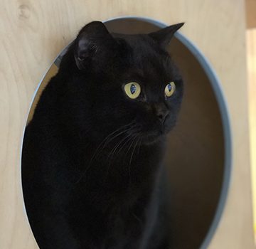 dream job for cat lovers - cat nanny with maison de moggy