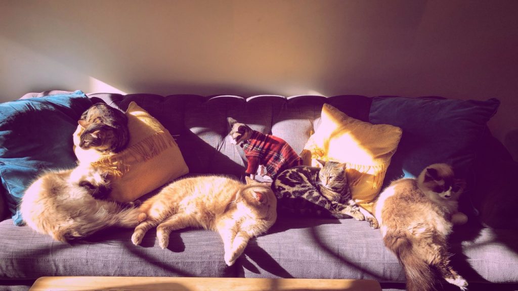 dream job for cat lovers - cat nanny with maison de moggy lrg