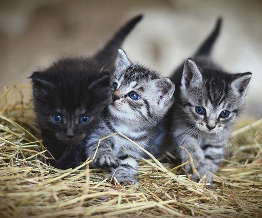 dream job - cat sanctuary on Greek island sml