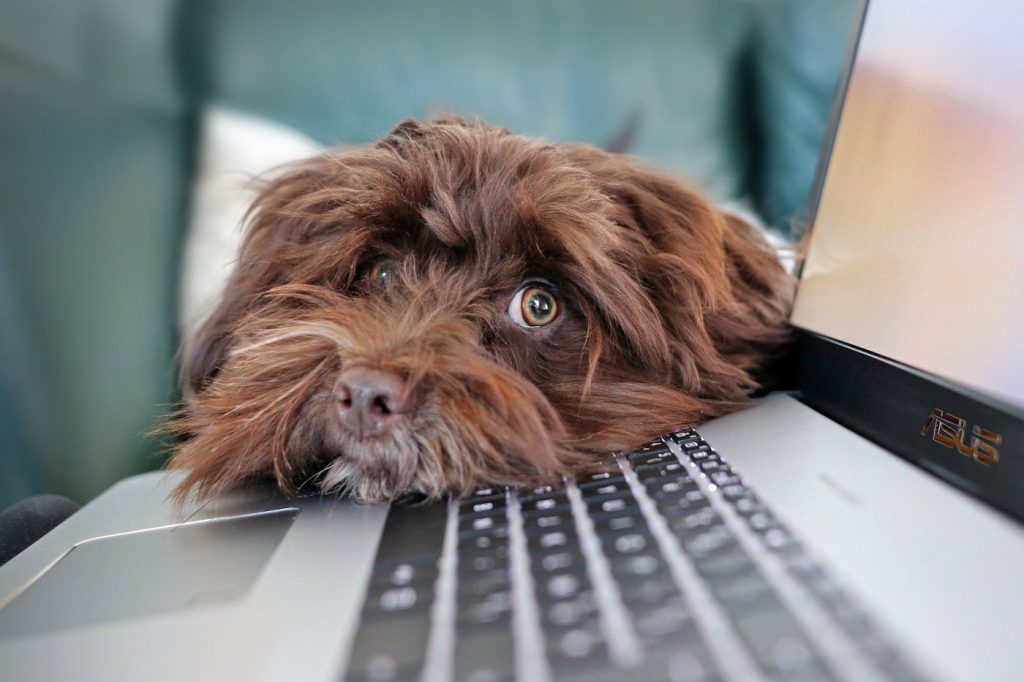 Dream Job for Dog Lovers - Chief Puppy Officer