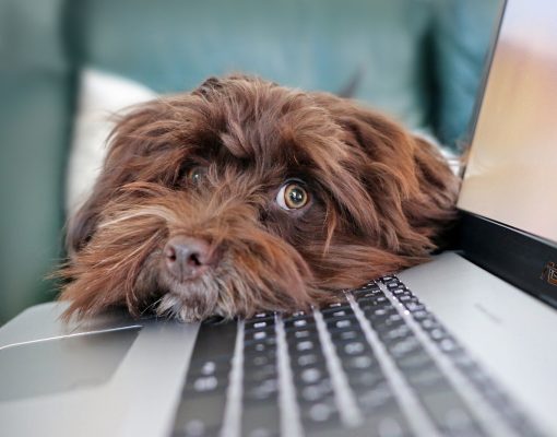 Dream Job for Dog Lovers - Chief Puppy Officer sml