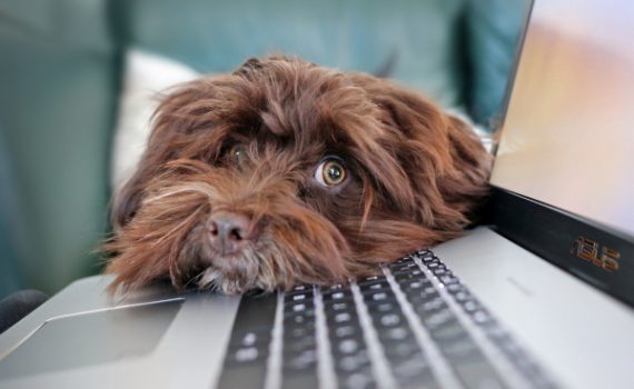 Dream Job for Dog Lovers - Chief Puppy Officer sml