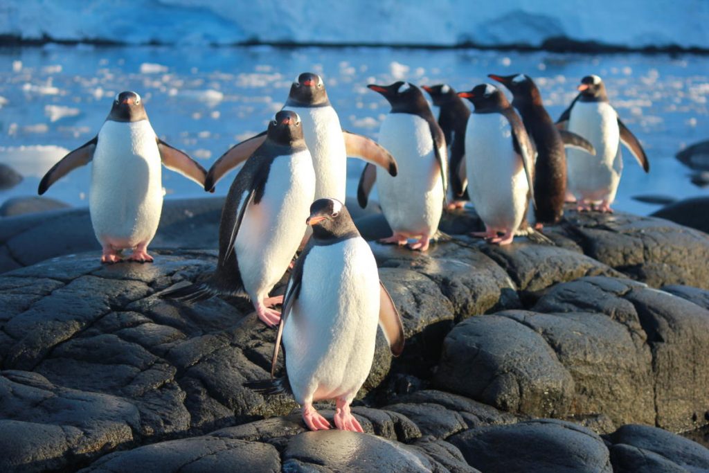 Dream Job on Antarctica - Postmaster and Penguin Counter 2