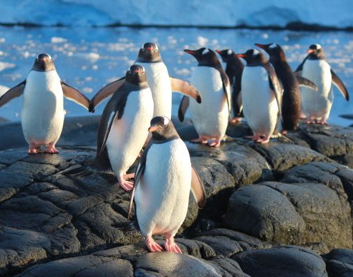 Dream Job on Antarctica - Postmaster and Penguin Counter sml