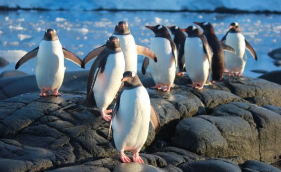 Dream Job on Antarctica - Postmaster and Penguin Counter sml